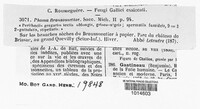 Phomopsis broussonetiae image